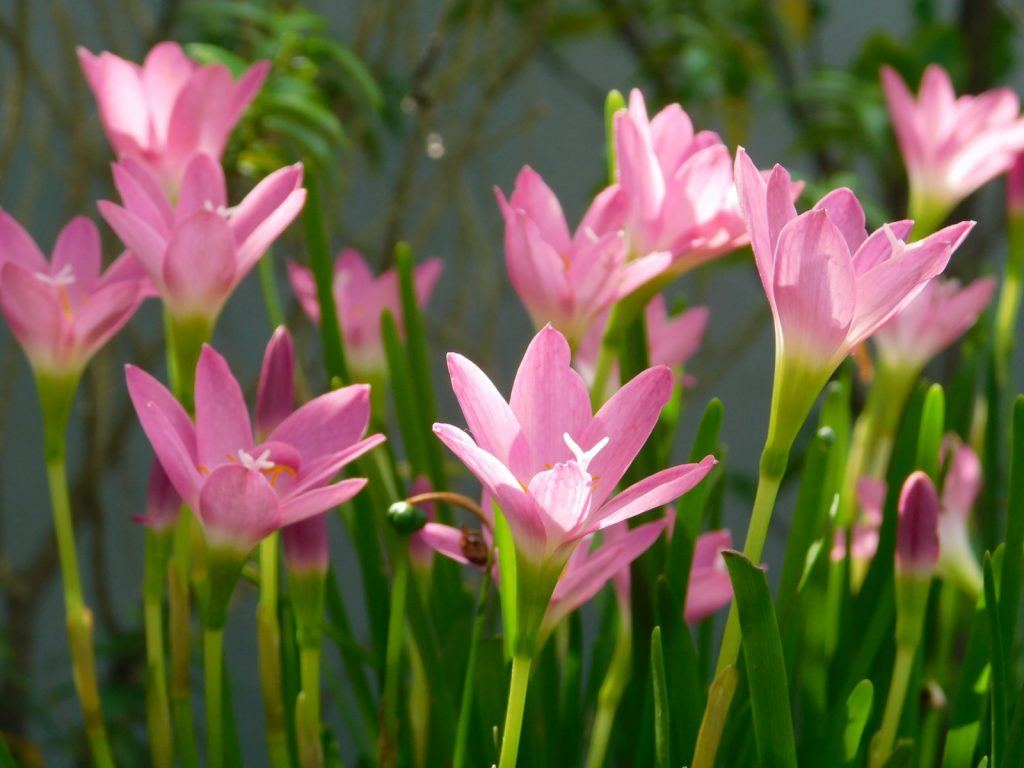 a bunch of pink flowers that are in the grass